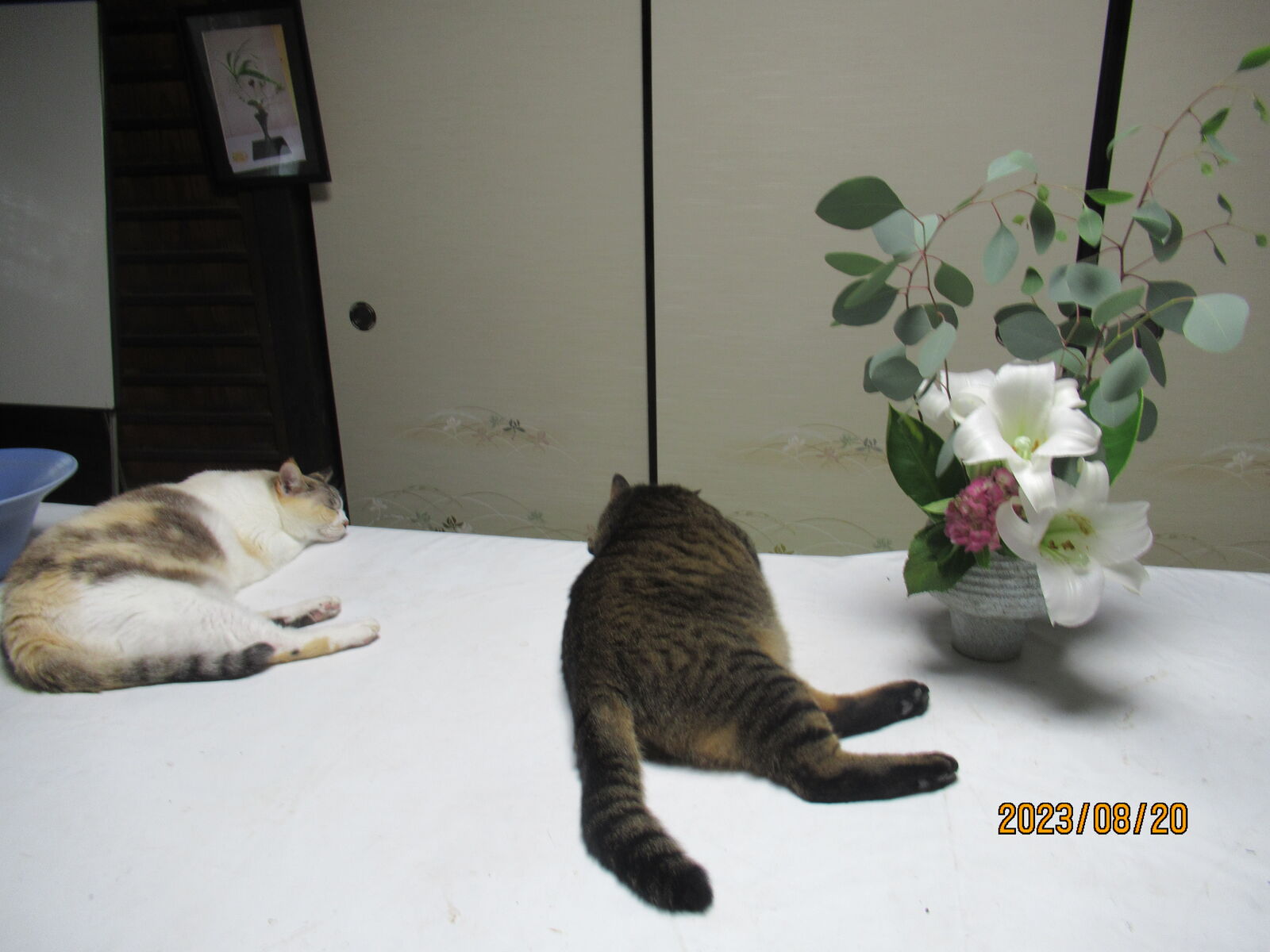 じゃれねこちゃんとビジュー 紫陽花 猫と紫陽花 | GANREF