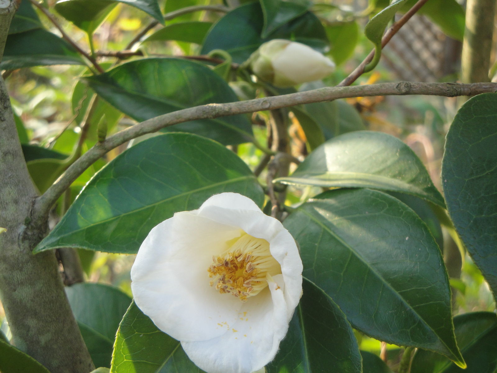 白い椿と山茶花が咲きはじめました 花と短歌と竹原と