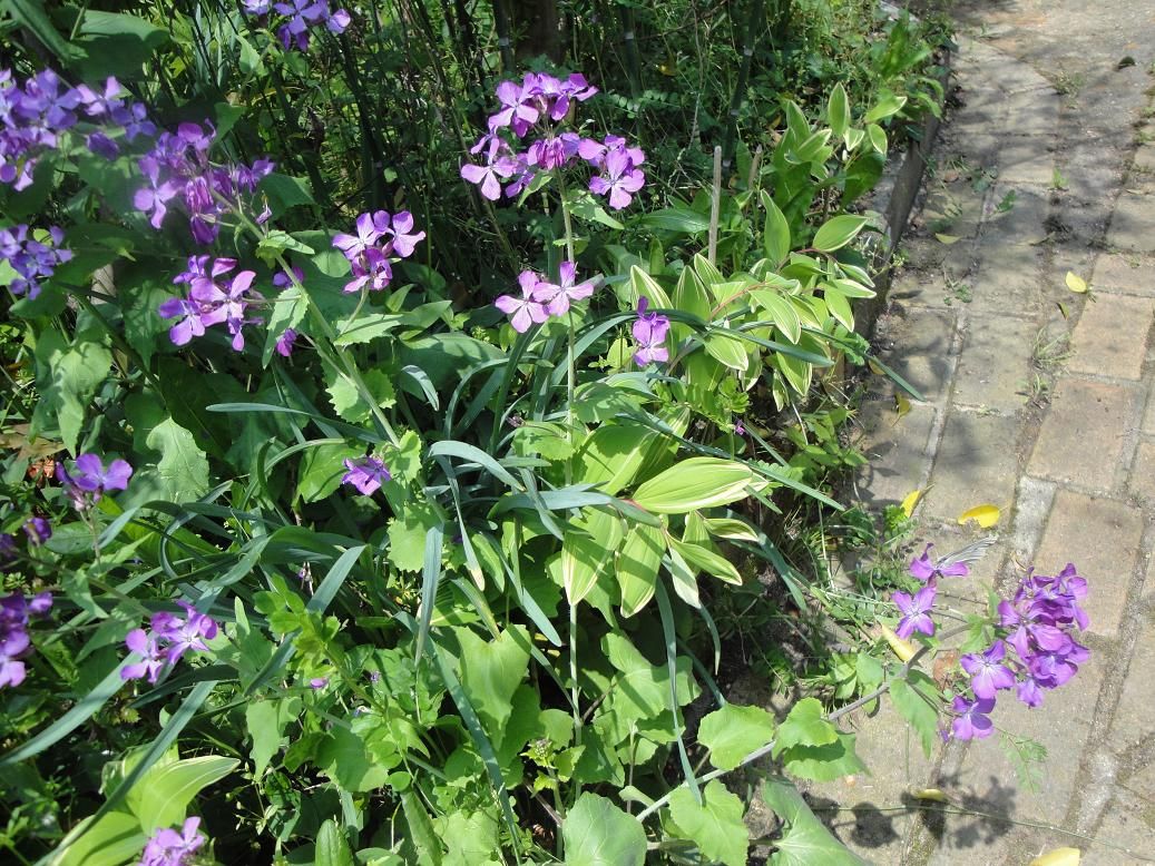 オオバンソウ ラナンキュラス オオニソガラム 紫木蓮の花 花と短歌と竹原と