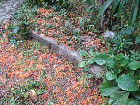 雨上がりの庭には 金木犀の下に 花びらを敷き詰めたオレンジの絨毯が出来ていました 花と短歌と竹原と 雨上がりの庭には 金木犀の下に 花びらを敷き詰めたオレンジの絨毯が出来ていました 花と短歌と竹原と