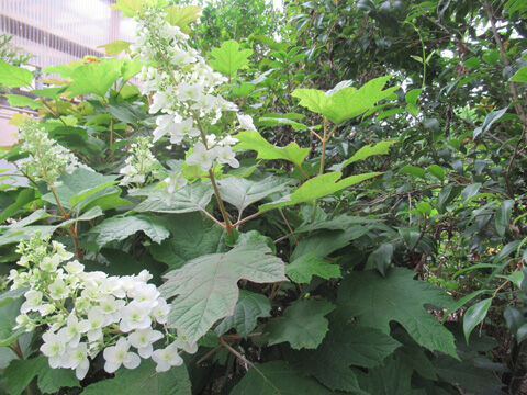 柏葉紫陽花 京鹿の子 カラー 紫陽花 キンシバイ ゼラニュームの花が庭畑に咲いています 花と短歌と竹原と