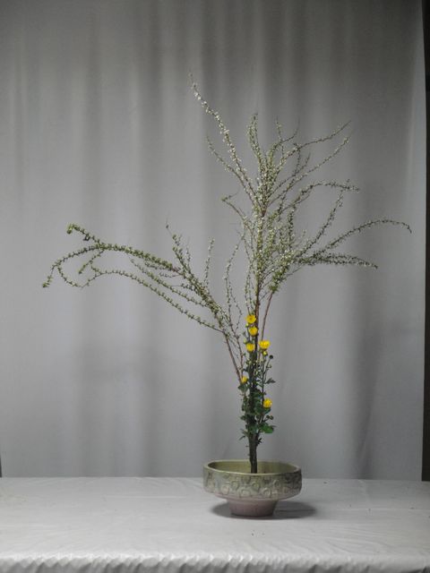 雪柳とこぎくの二種生け オクラレルカ レンギョウと椿の三種生け 辛夷とチュリップ等の自由花 雪柳と椿の自由花を活けました 花と短歌と竹原と 雪柳とこぎくの二種生け オクラレルカ レンギョウと椿の三種生け 辛夷とチュリップ等の自由花 雪柳と椿の自由花を活けました 花と短歌と竹原と