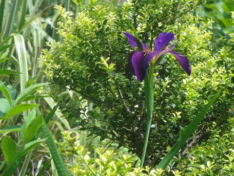 オクラレルカの花が咲き始めました カナメの木を剪定しました 花と短歌と竹原と オクラレルカの花が咲き始めました カナメの木を剪定しました 花と短歌と竹原と