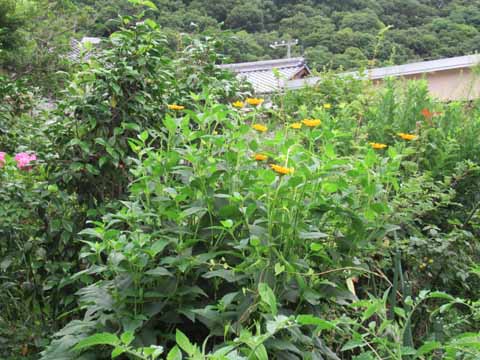 庭畑にはピンクの濃くなった紫陽花 花が大きくなった額アジサイ 姫向日葵 薔薇が咲いています 花と短歌と竹原と 庭畑にはピンクの濃くなった紫陽花 花が大きくなった額アジサイ 姫向日葵 薔薇が咲いています 花と短歌と竹原と
