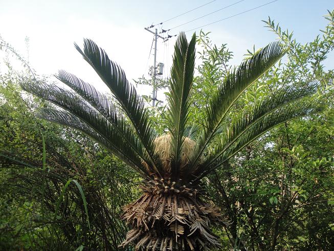 蘇鉄 ソテツ を切りました 花と短歌と竹原と