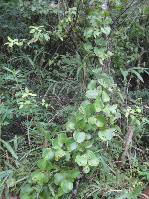 柴餅の葉の山帰来 サンキライ 別名 サルトリイバラ を松子山で採りました 花と短歌と竹原と