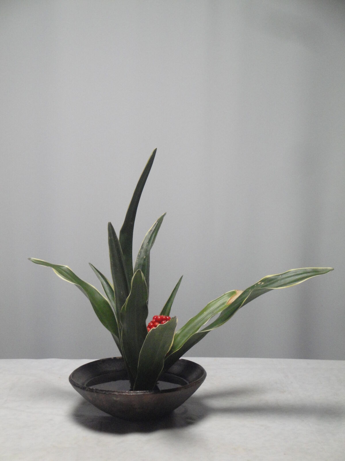 万年青 おもと を活けました 花と短歌と竹原と 万年青 おもと を活けました 花と短歌と竹原と