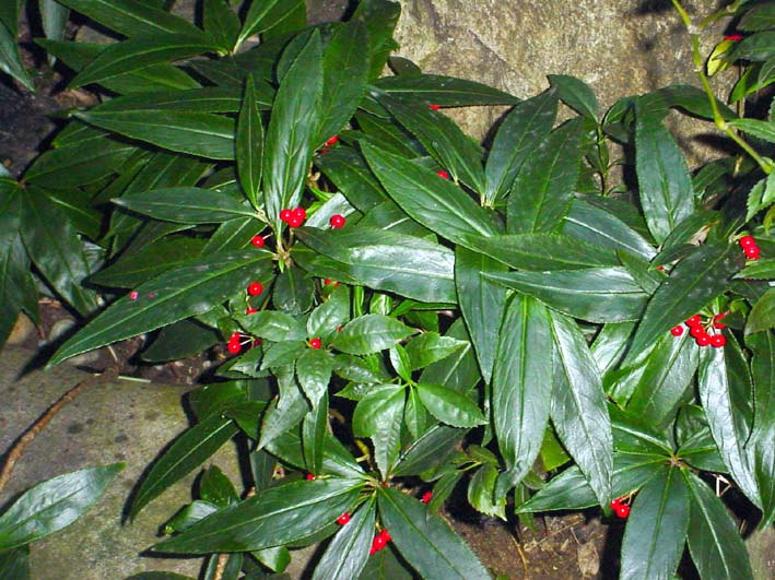 一両 十両 百両 千両 万両の赤い実 花と短歌と竹原と