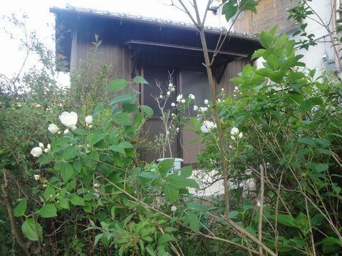DSC08784