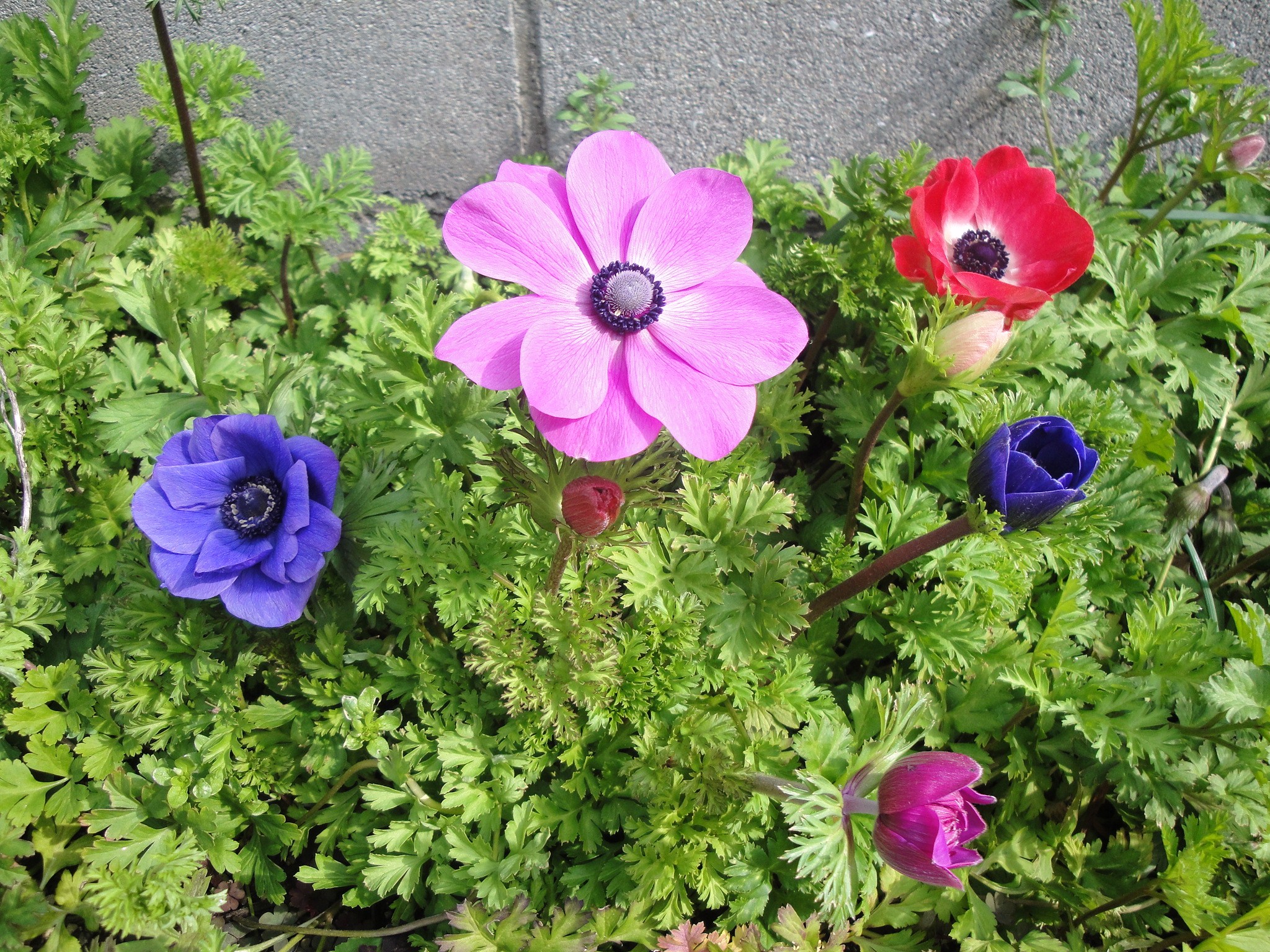 アネモネが色鮮やかに咲いています 花と短歌と竹原と