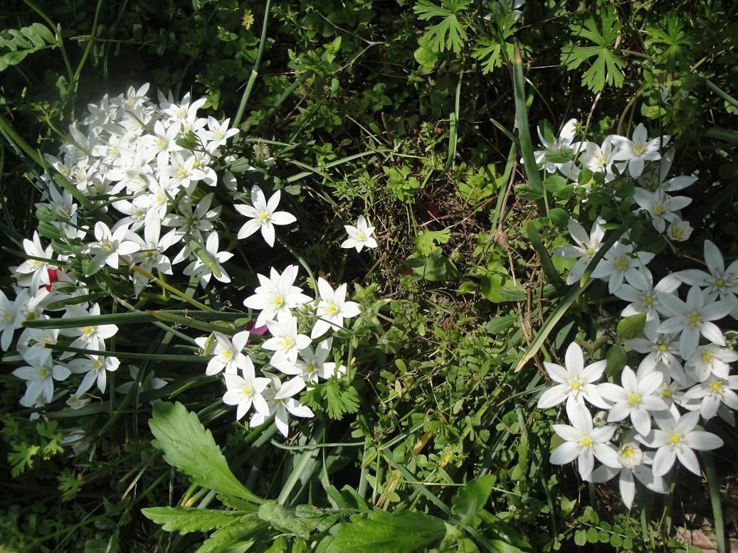 オオバンソウ ラナンキュラス オオニソガラム 紫木蓮の花 花と短歌と竹原と