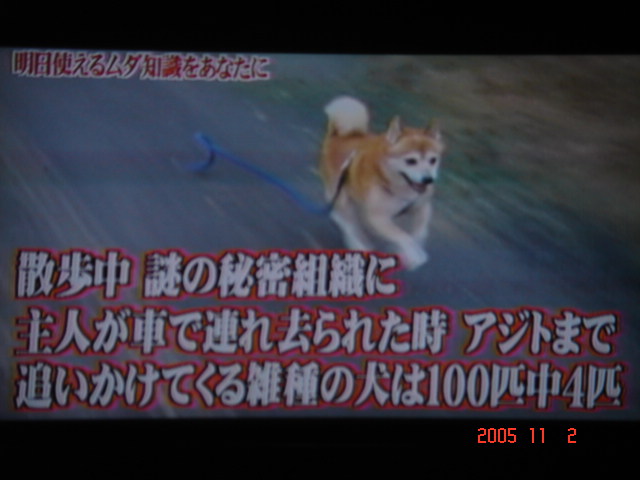 散歩中 主人が謎の組織に車で連れ去られた時アジトまで助けにくる雑種犬は100匹中 匹 世界の中心で 何をさけぶ それも怒濤の鮫のごとくって 散歩中 主人が謎の組織に車で連れ去られた時アジトまで助けにくる雑種犬は100匹中 匹 世界の中心で 何をさけぶ それも怒濤の鮫のごとくって