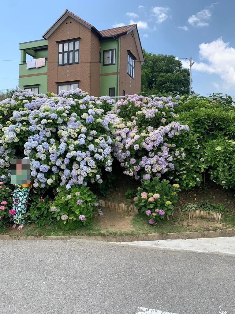 インスタ映えする アジサイの壁 倉敷市議会議員 さいとう武次郎の日記 倉敷市議会議員