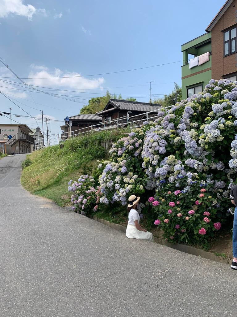 インスタ映えする アジサイの壁 倉敷市議会議員 さいとう武次郎の日記 倉敷市議会議員
