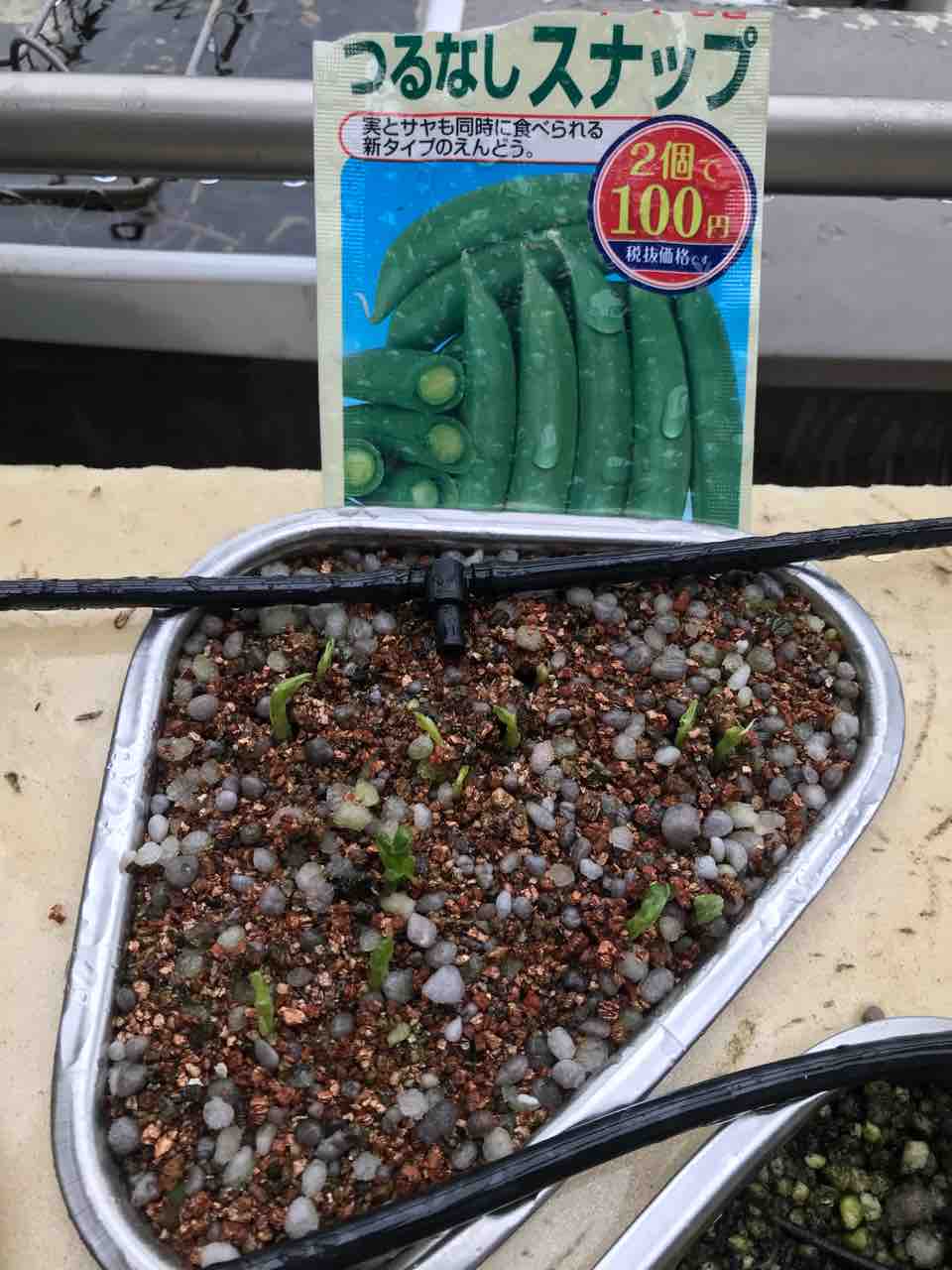 えんどう豆の種まき Take Joy えんどう豆の種まき Take Joy
