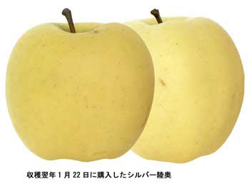 白い果実 この話 したっけ 白い果実 この話 したっけ