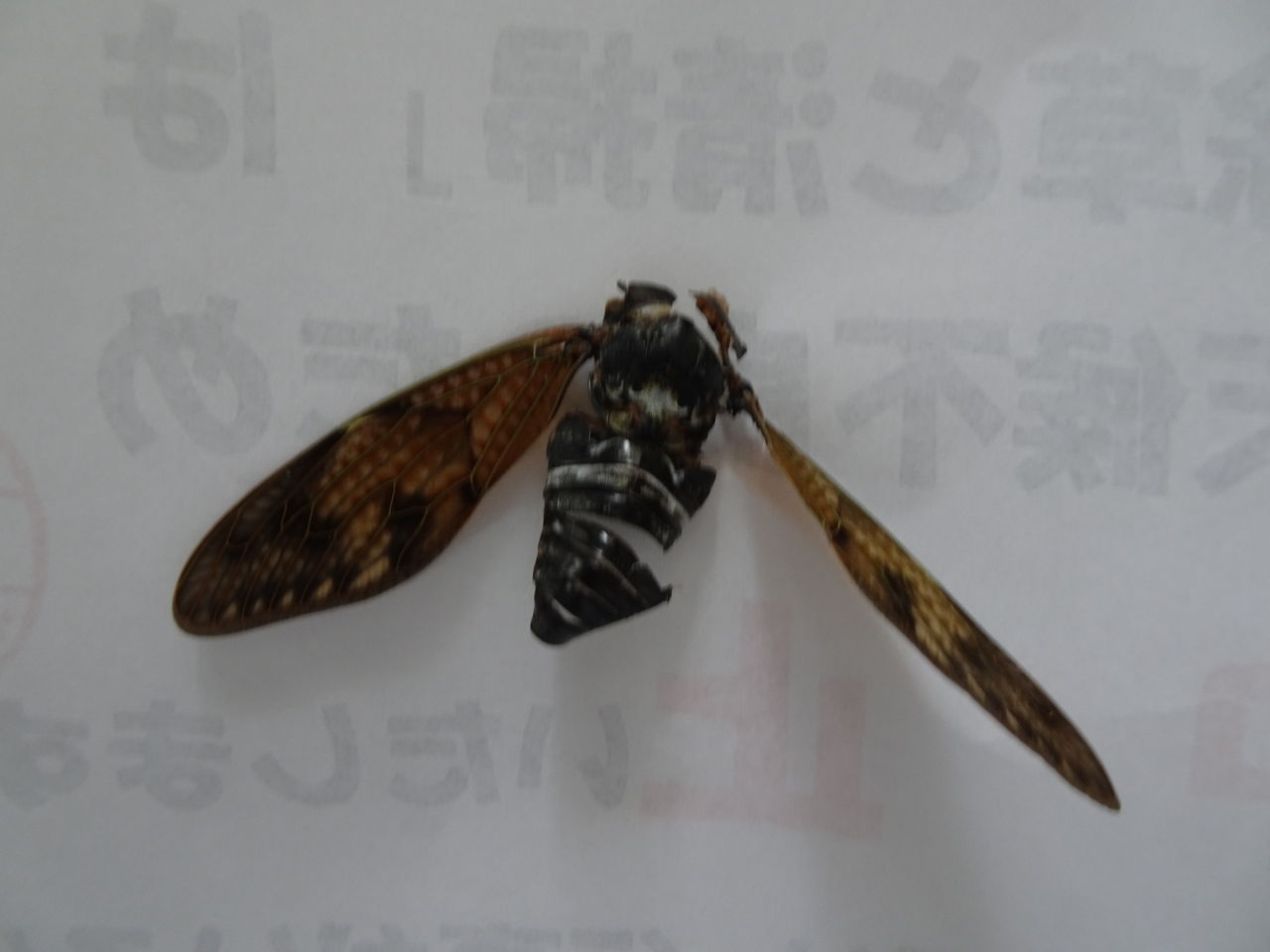 初蝉 第二の人生を謳歌しよう