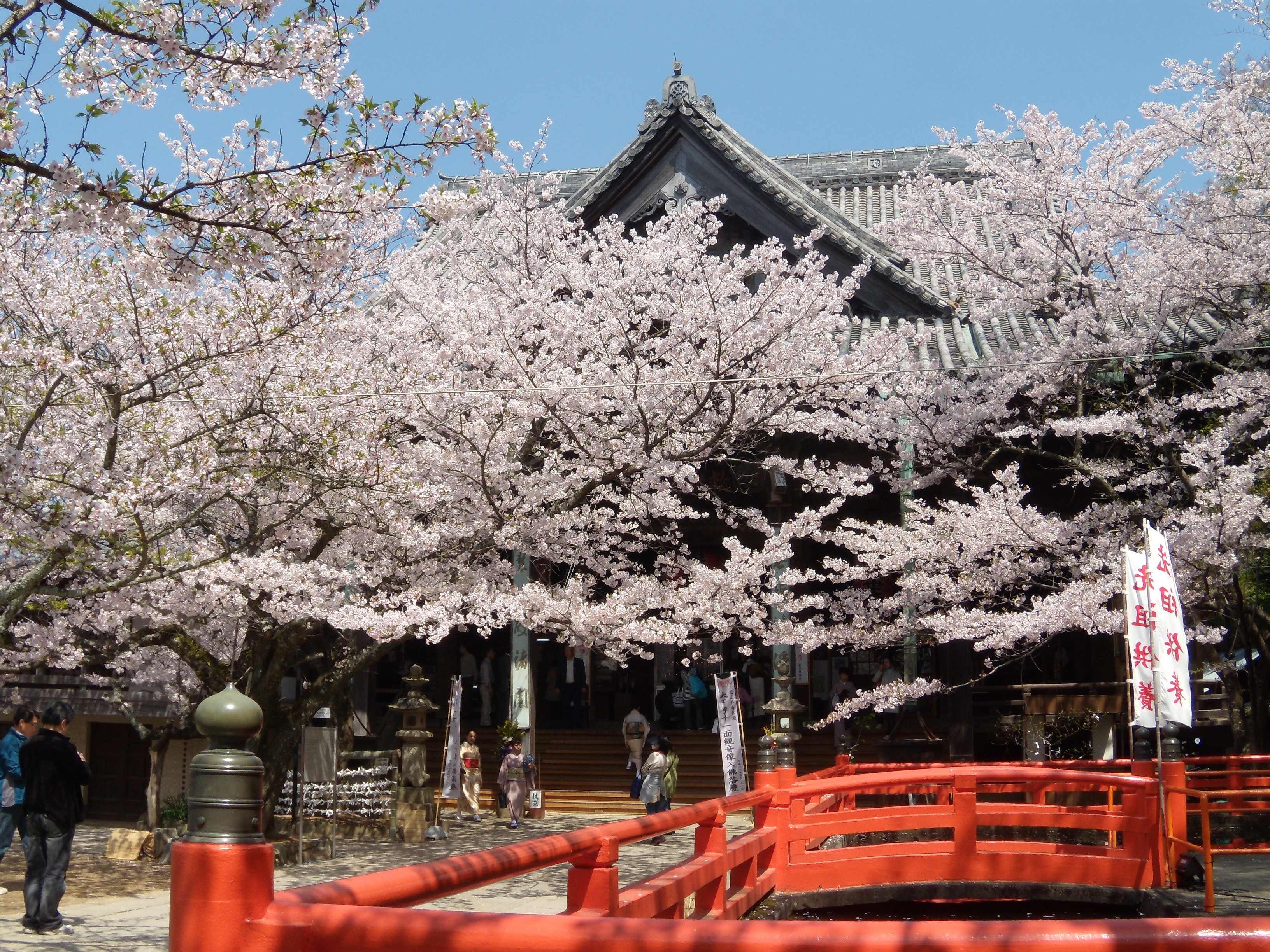 紀三井寺 桜 紀三井寺 桜 時期 Saikonomuryogazorate
