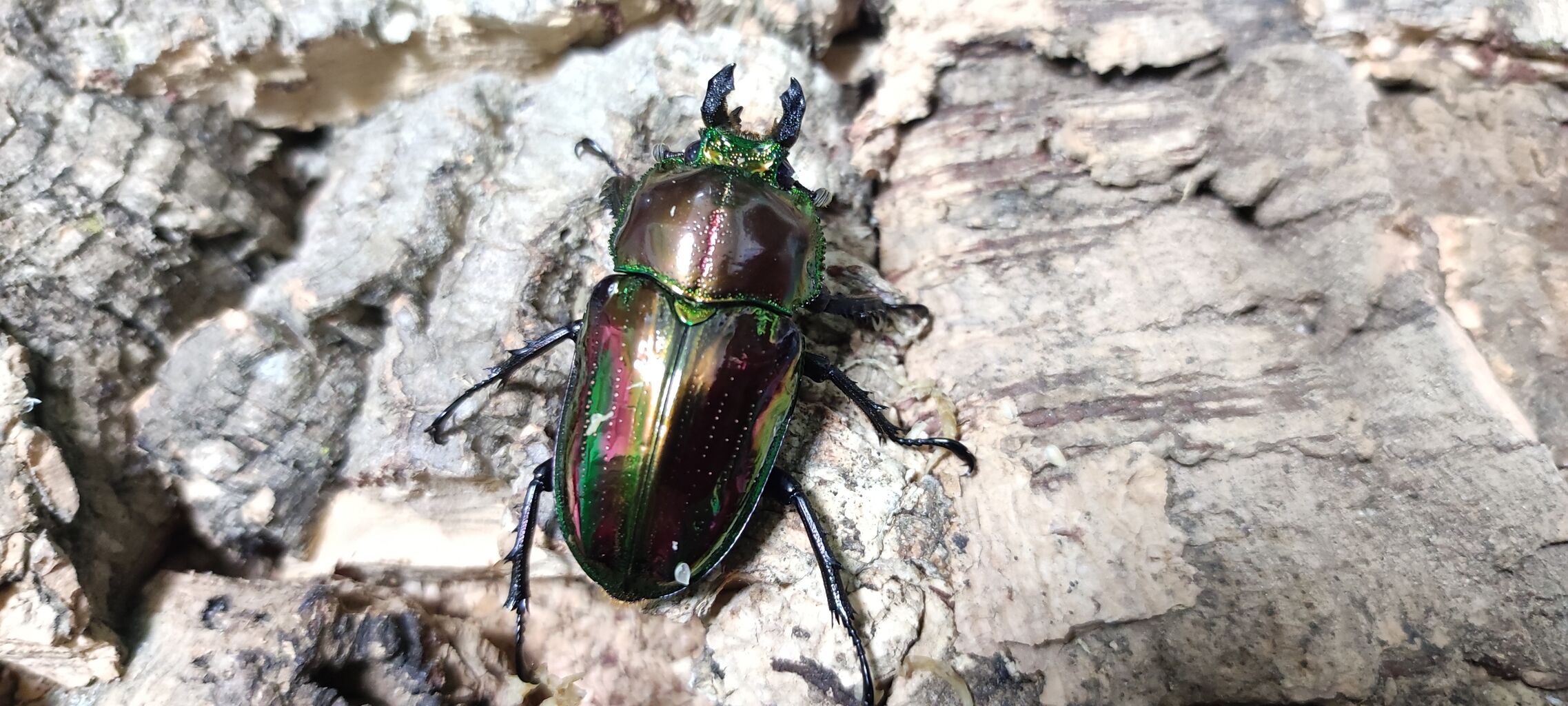 ニジイロクワガタ ピカール血統に対する所感 : My History of Insects
