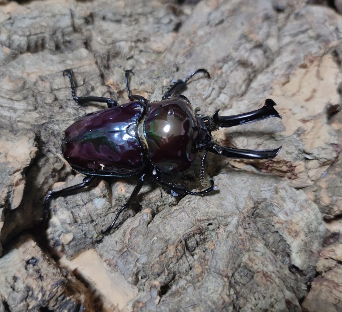 標本】ニジイロクワガタ オウゴンオニクワガタ ピカール血統 エラフス