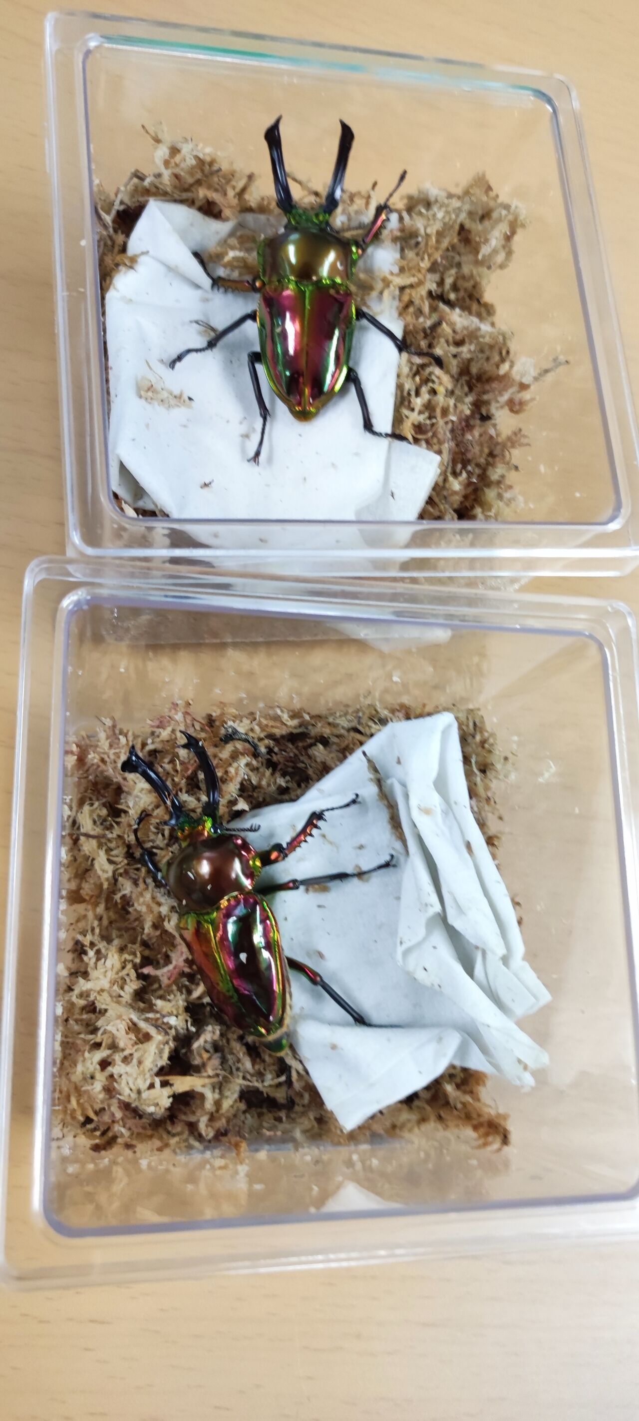 ニジイロクワガタ　ピカールの血入ってます。 新成虫☆グリーンピカール血統☆ニジイロクワガタ☆ | Dorcusfarm