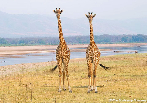 giraffe_south_luangwa