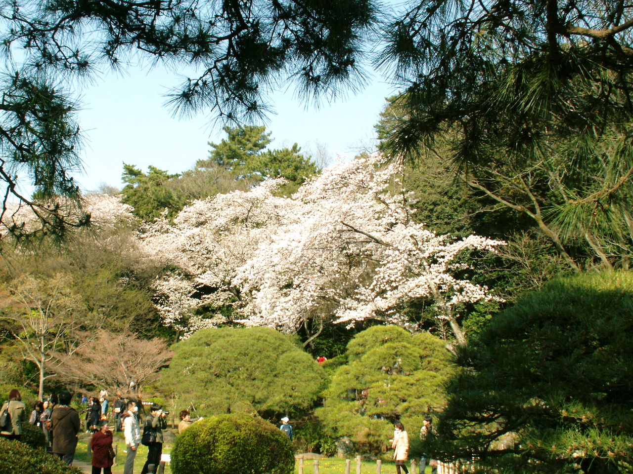 桜満開 東京神田川沿い 江戸川橋 早稲田大学近辺の桜スポット その４ 新江戸川公園 たけなかまさはるブログ