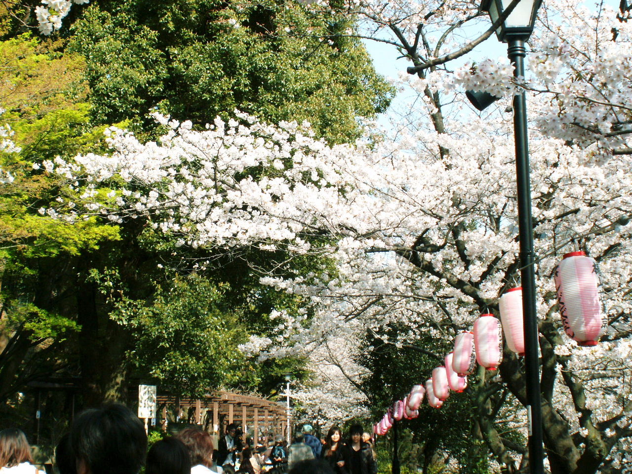 桜満開 東京神田川沿い 江戸川橋 早稲田大学近辺の桜スポット その２ 江戸川公園 たけなかまさはるブログ