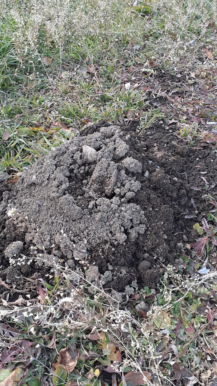 もぐら銀座 いつの日か星になるまで もぐら銀座 いつの日か星になるまで