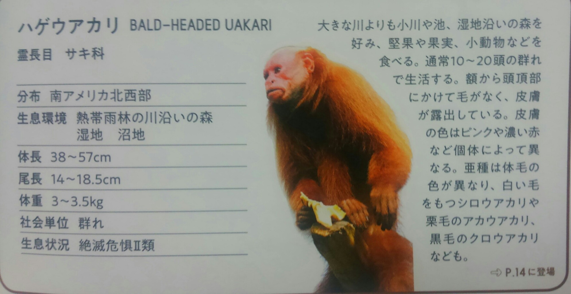 いきもの人生相談室 いつの日か星になるまで いきもの人生相談室 いつの日か星になるまで
