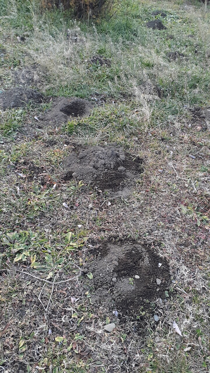 もぐら銀座 いつの日か星になるまで もぐら銀座 いつの日か星になるまで