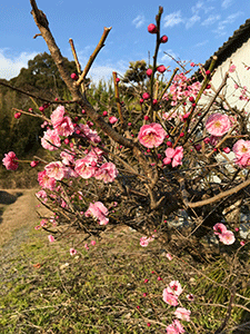 桃の花 茶農家 竹尾のブログ 桃の花 茶農家 竹尾のブログ