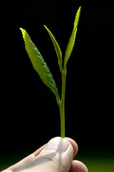 新茶 新芽