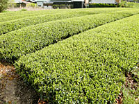 ��������Ȫ��