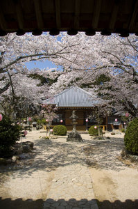桜 満開