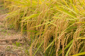 ���Ÿ����ơ����ᡡ���ϡ�Ȫ