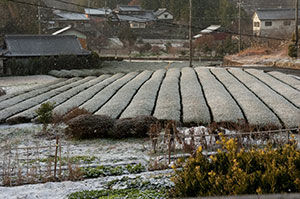 20121224-DSC_6954