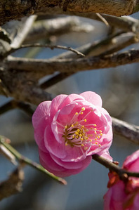 梅の花