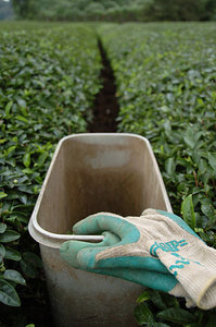 有機栽培 茶 お茶 草取り