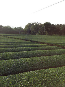 ͭ�������������