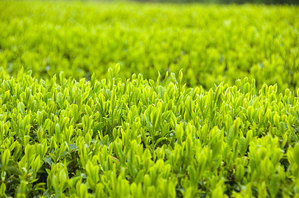 ��Ȫ�ʱ����͡�