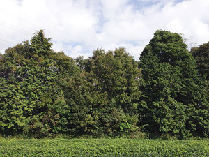 ͭ�����ݤΤ���Ȫ