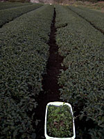 ���ꡡȾʬ(��Ⱦ��