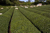 2006-10-03-01_DSC6432