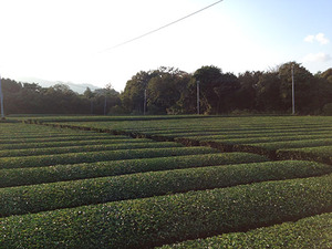 ͭ���������������