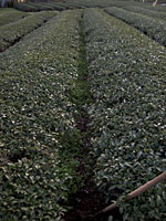 ���ꡡȾʬ�ʸ�Ⱦ��