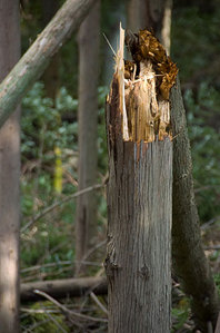 ����18����ﳲ���ޤ줿��