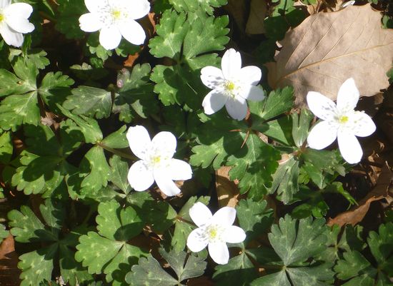 筑波山の花 ネパールの山と花と人 ブログ編