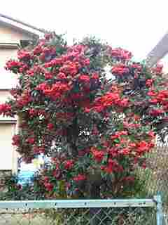 巨大な万両の木 ジャズピアニスト Takeru 公式ホームページ ブログ