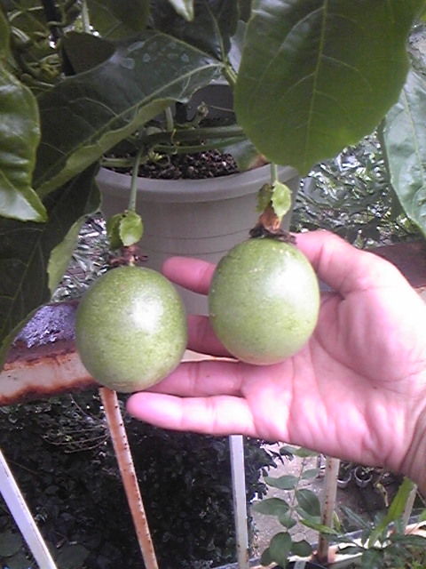 パッションフルーツの鉢植えを入手 ジャズピアニスト Takeru 公式ホームページ ブログ